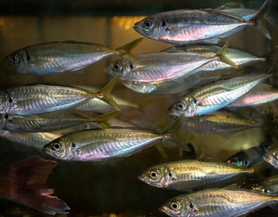 How to Minimize Water Usage in Fish Farming