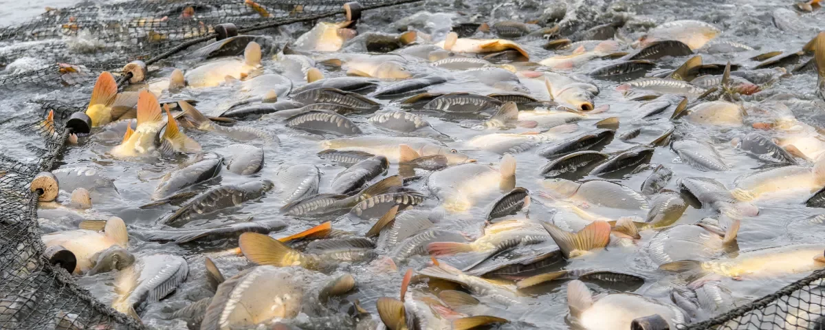 How to Monitor Fish Growth and Optimize Production