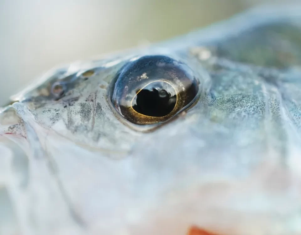 Maximizing Yield in Small-Scale Fish Farms