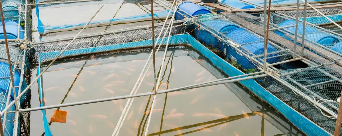 Top 5 Game-Changing Technologies in Modern Aquaculture