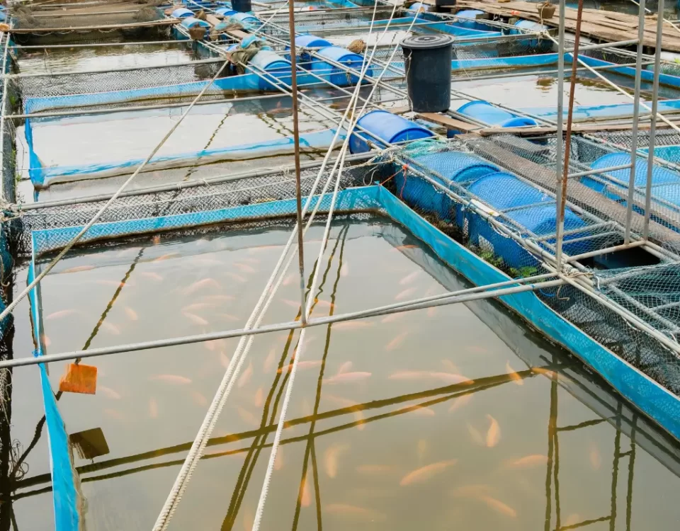 Top 5 Game-Changing Technologies in Modern Aquaculture