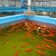 How AI is Revolutionizing Fish Farming: The Future of Aquaculture