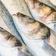 Managing Risks in Fish Farming: What Every Farmer Should Know