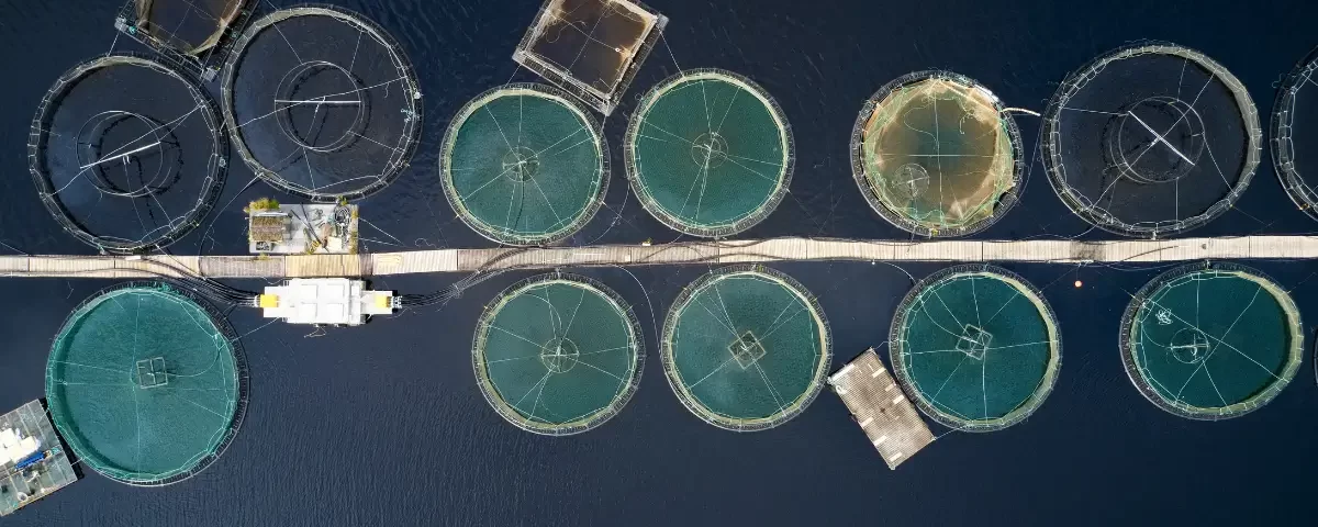 Aquaculture Innovations: How Technology is Boosting Global Fish Production