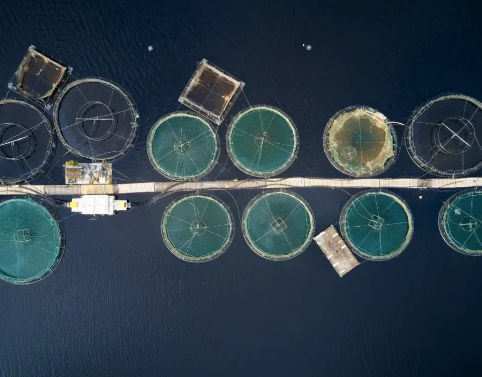 Aquaculture Innovations: How Technology is Boosting Global Fish Production