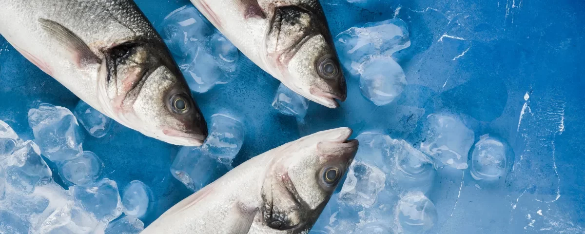 Fish Farming Techniques Traditional vs. Modern Methods